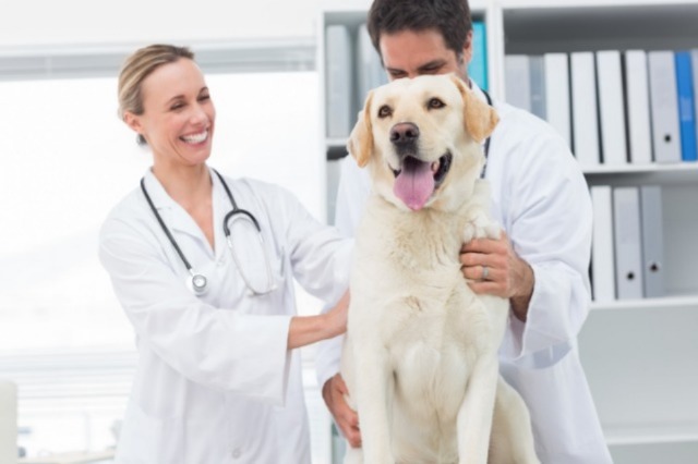 veteran checking a dog at animal hospital