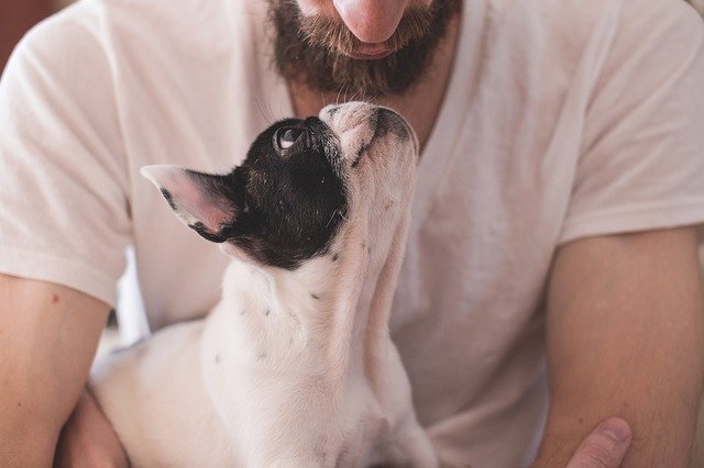 man and dog looking at each other for therapy