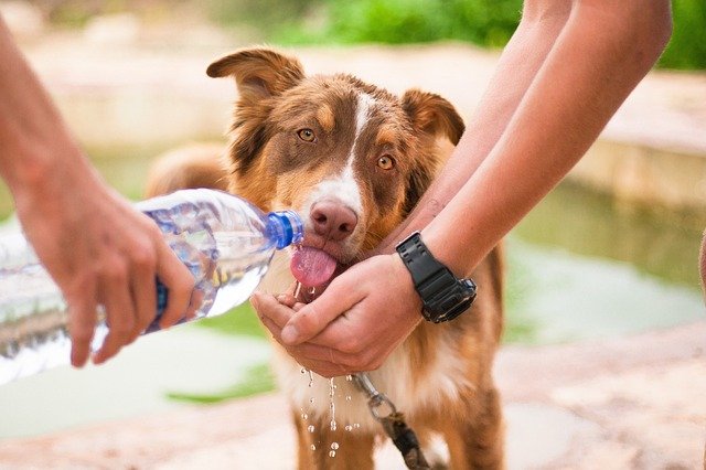 dog drinking water from bottle