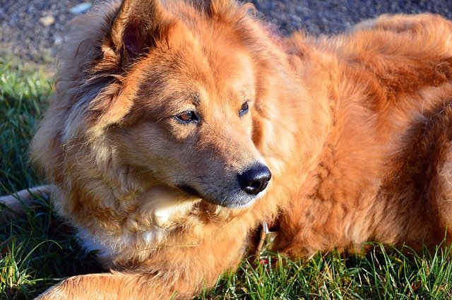 dog laying comfortably at lawn