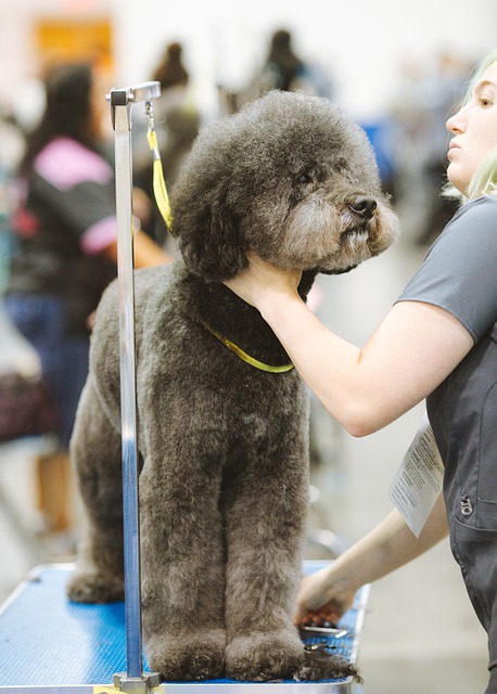  dog enjoying grooming services