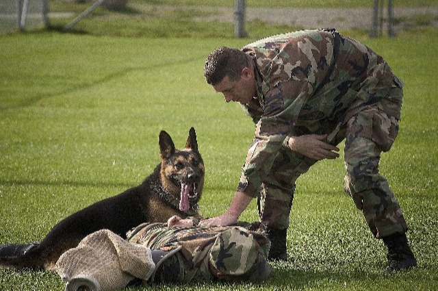 dog trainer guiding a German Shepherd