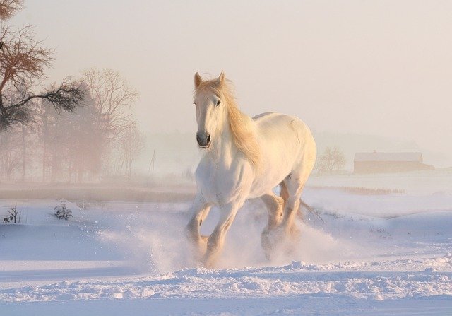 white horse